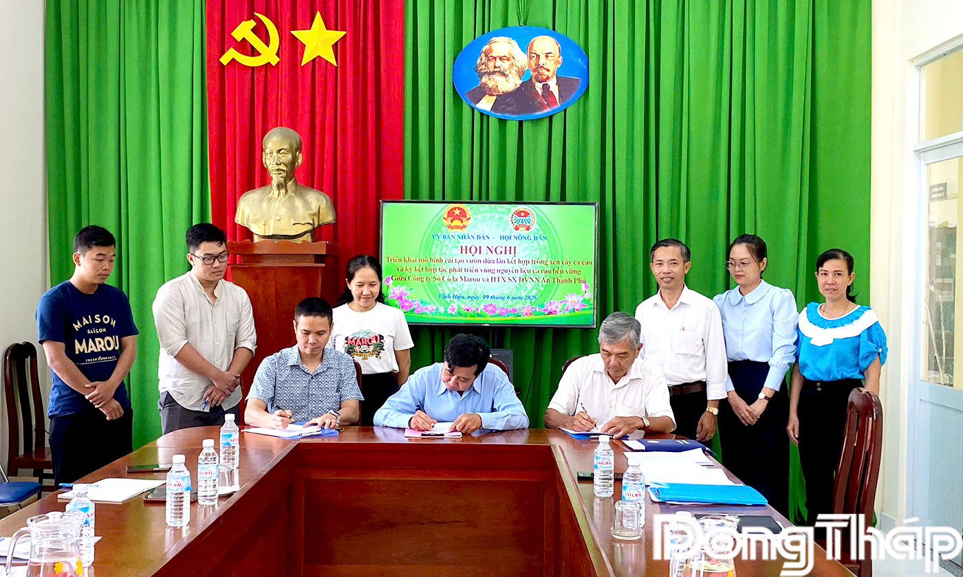 Xã Vĩnh Hựu, Đồng Tháp: Phát triển vùng nguyên liệu ca cao bền vững xen canh vườn dừa